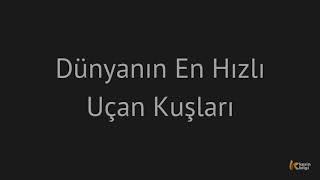 Dünyadaki en hızlı uçan kuşlar
