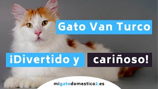 💖 GATO VAN TURCO  |  😼 El gato más DIVERTIDO y ANTIGUO  ⏰ by migatodomestico 8,106 views 2 years ago 4 minutes, 40 seconds