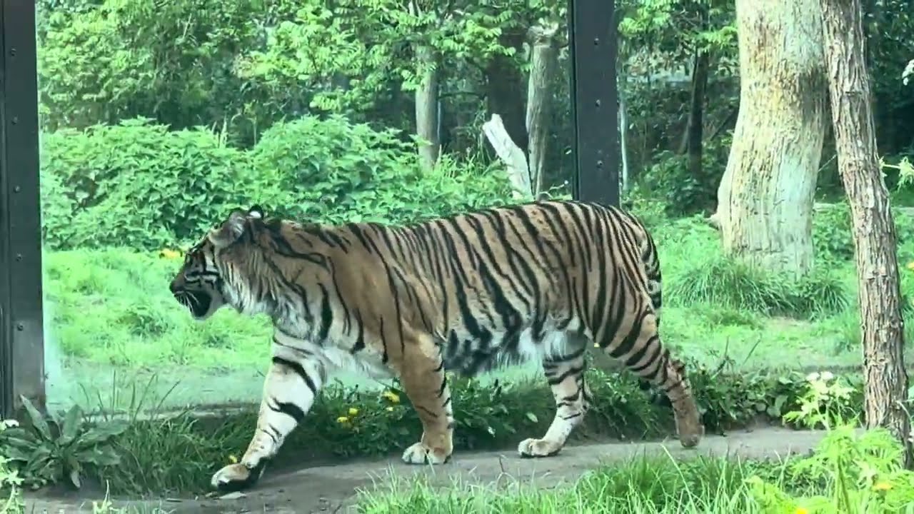 London Zoo - Walking Tour - England 🇬🇧  2025