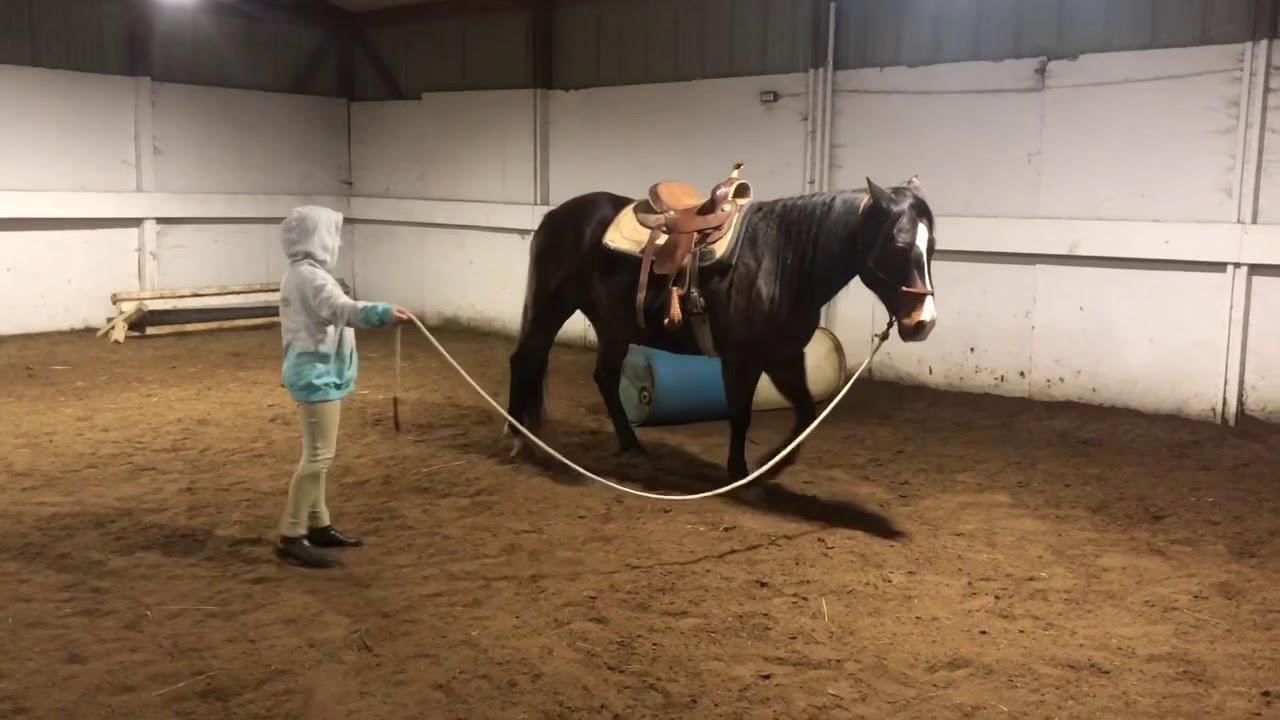 Horse jumping YouTube