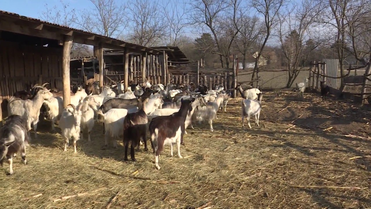 Mező-föld - agrármagazin 2017.01.27.