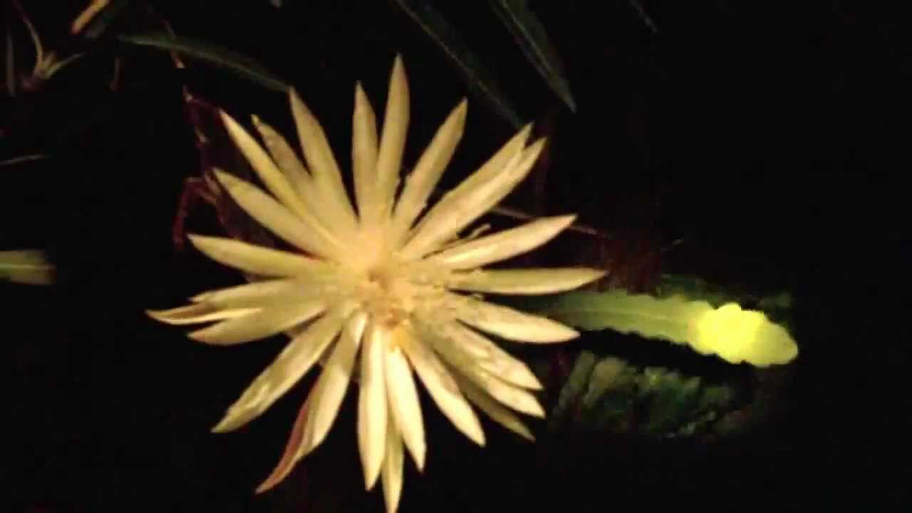 Blooming of Kadupul (Epiphyllum Oxypetalum) Flower YouTube