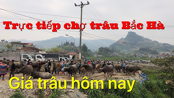 Trực tiếp giá trâu hiện nay - Chợ phiên Bắc Hà