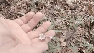 Cutleaf Toothwort