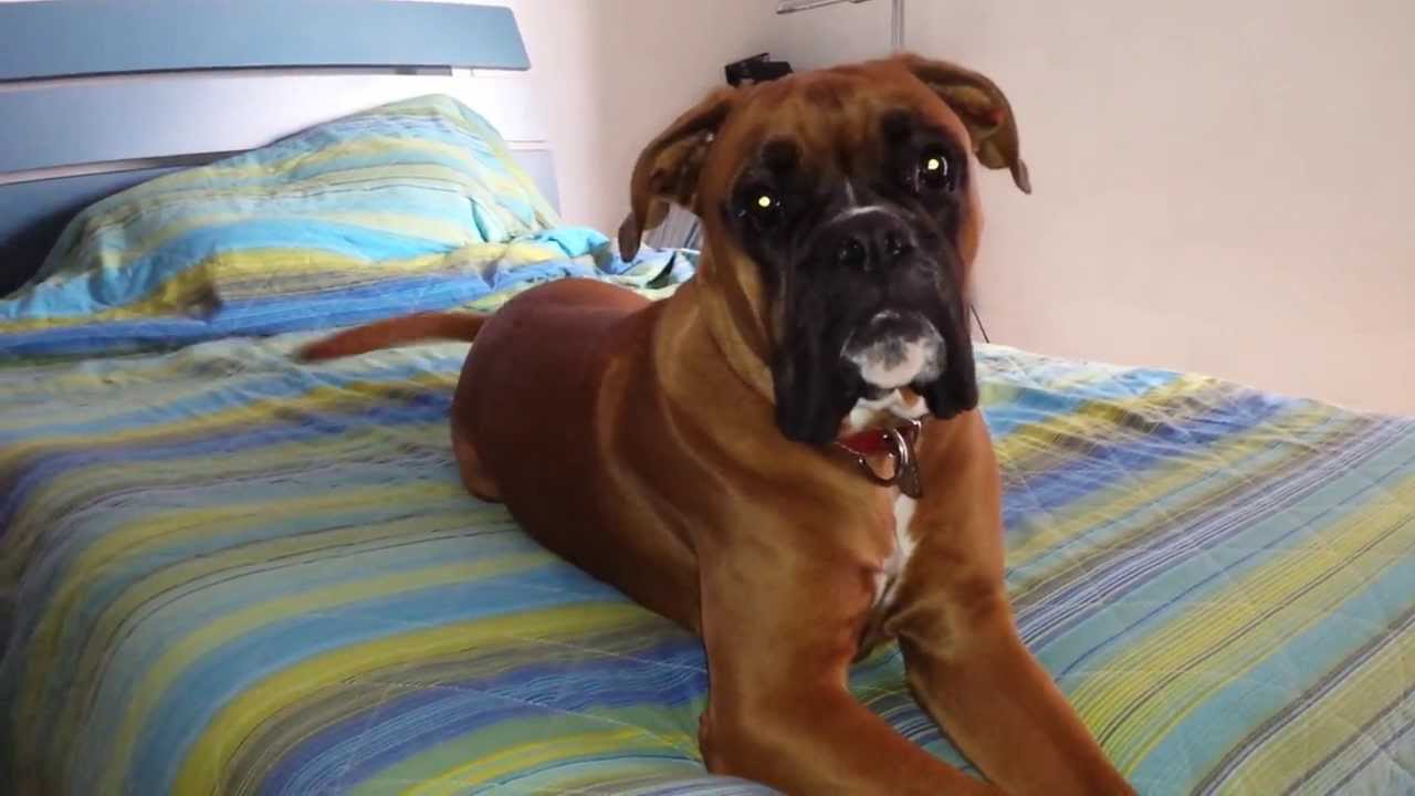 8 month old boxer puppy