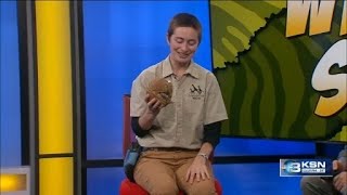 Wild Side: Meet Johnson, the southern three-banded armadillo