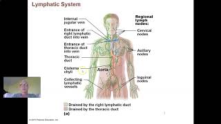 Ch 20 The Lymphatic System