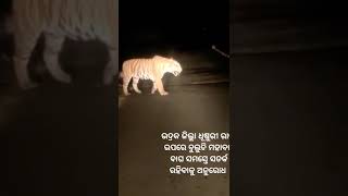 viral news tiger bhadrak re bagha