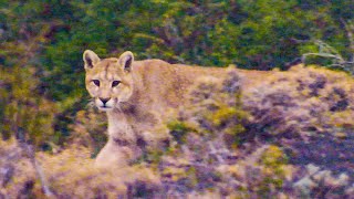 Puma Stares Down Camera Crew | The Dark:  Nature's Nighttime World | BBC Earth