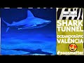 Im Haitunnel des Oceanogràfic de València 🦈 | zoos.media