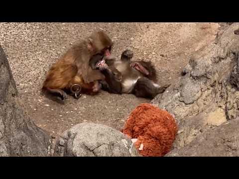 番外編 パンチくんといっぱい遊んでくれる優しいお猿さん【番外編