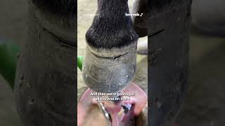 Pulling Out Giant Horse Splinter 🐴🩹@arrowjranch #horsecare #satisfying
