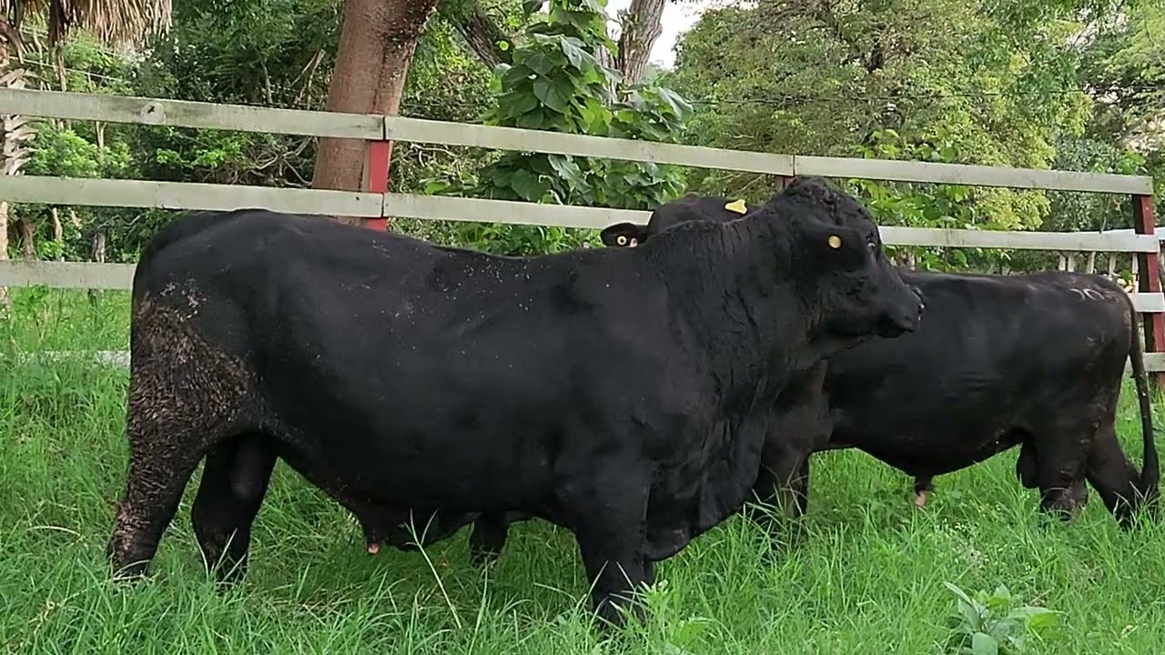 BRANGUS.. RANCHO EL SAUZ DE SAN FELIPE S.P.R. DE R.L.. OCOZOCOAUTLA, CHIAPAS, MX...