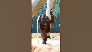 Sari the Orangutan Trading Scrap Metal for Yummies#shorts#orangutans#funnyvideo#funnyanimals