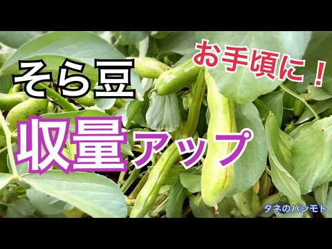 ソラマメ栽培 沢山収穫出来る方法 タネのハシモト Youtube