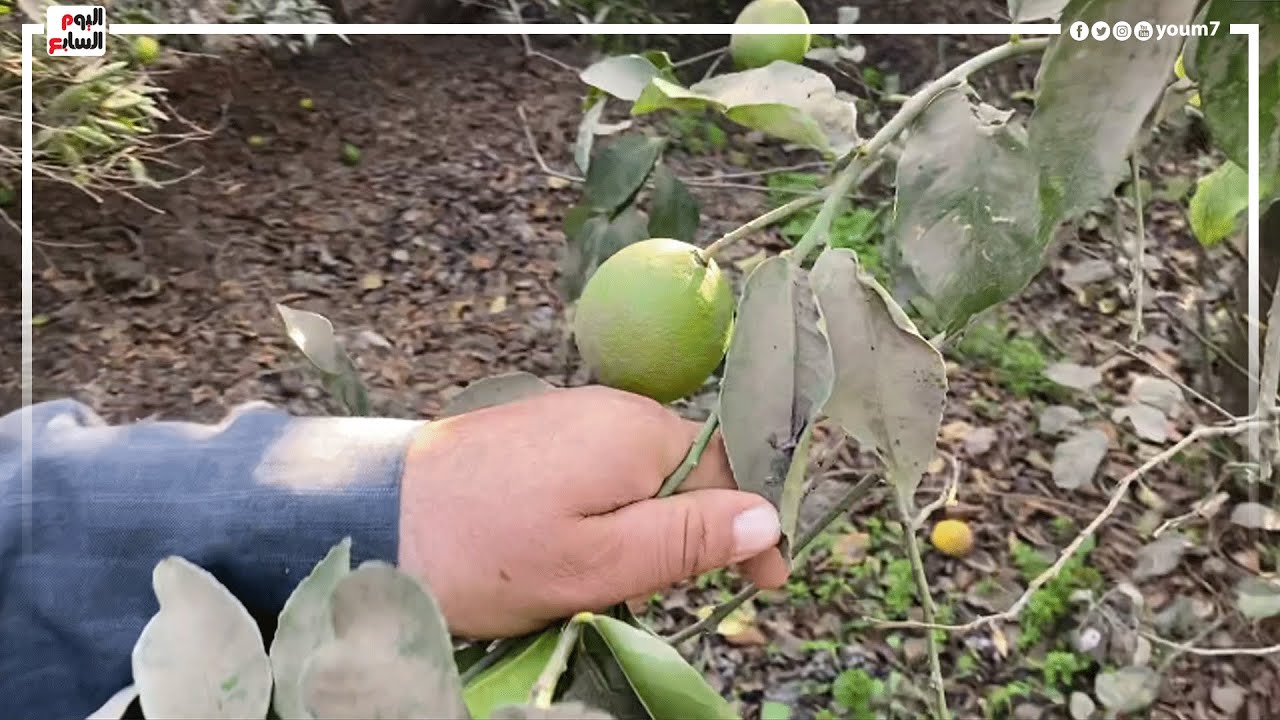 هنوريك أضخم نوع ليمون في مصر علي الشجر .. الإيطالي أكبر من البرتقال وشكله مرعب