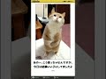 【動物ボケて】動物ものにアフレコ#shorts #アフレコ
