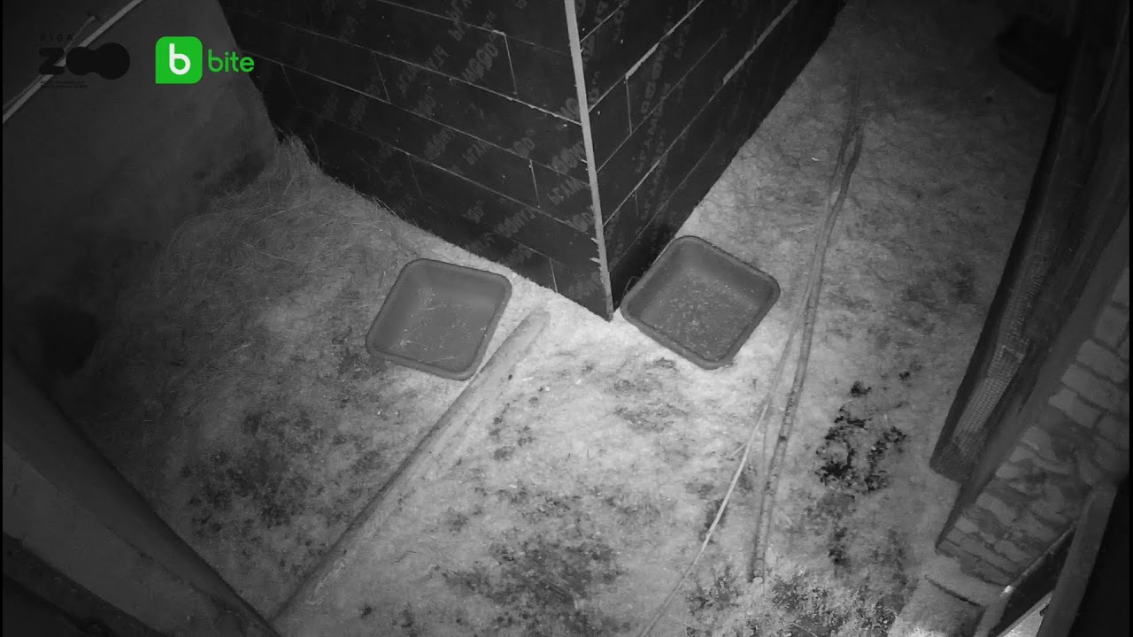 Bite Latvija Live Stream 2 (Kapibaras)