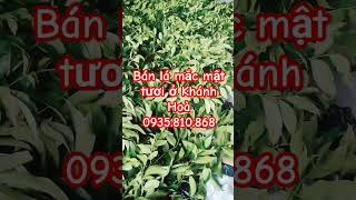 Gia Vị Ướp Vịt phối sẵn + Lá Mắc Mật Tươi Đà Nẵng