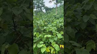 3 Year Old Kava Grown Next To The Village