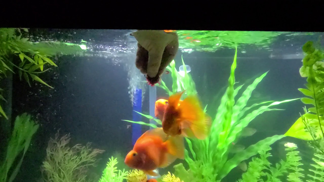 HOW TO FEED FROZEN BLOODWORMS TO FISH [Hand Feeding Parrot Cichlid Fish