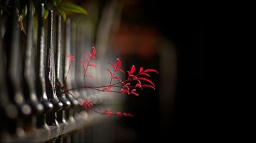 최고의 보케 렌즈 몇 가지 - 50mm 미만 - M42