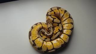 bumble bee ball python