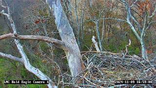 Little Miami Conservancy Bald Eagle Nest Live Camera #1