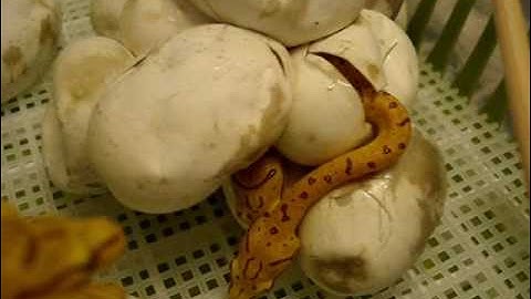 ***BIGGEST NEWS*** HATCHING Green tree pythons!   MEDUSA