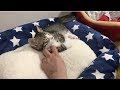 【ゆずぽんだより】里親さんに可愛いがられるぽんずがかわいい