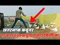 पर कटा हुआ खतरनाक कबूतर पकड़ा !! try to catch piegon by hind kabutar group