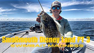 Smallmouth Disney Land PT 3 Swimbait Madness (Mille Lacs Lake MN)