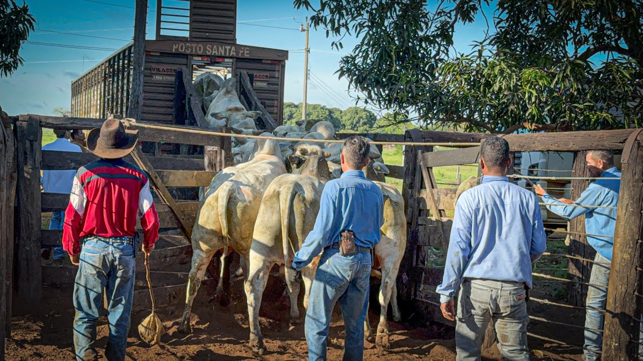Embarque de boi Gordo no nortão de Goiás …