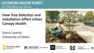 How Tree Selection and Installation Affect Urban Canopy Health