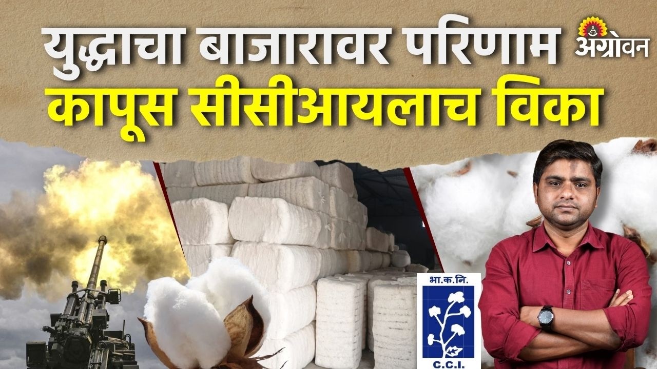 CCI Cotton: सीसीआयची कापूस खरेदी आठवडाभराचं; शेतकऱ्यांची अडचण वाढली | Agrowon