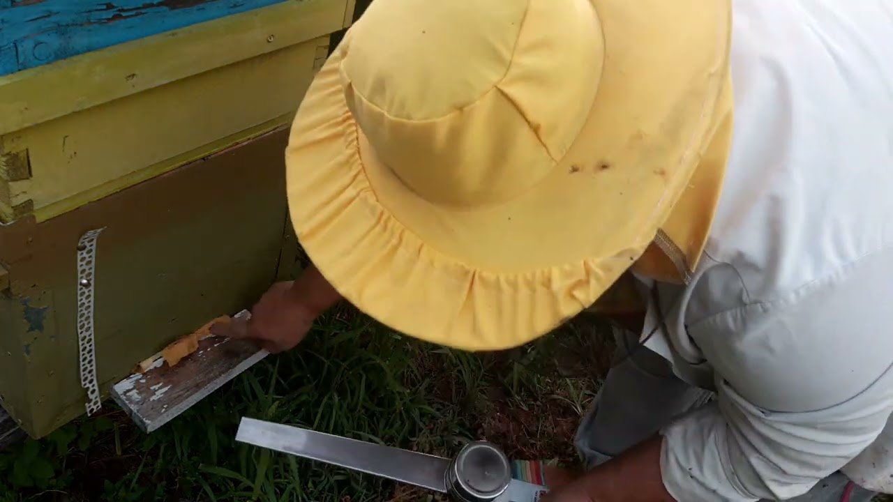 Albine  , tratament  cu mitak împotriva  varroua 8.07.2022