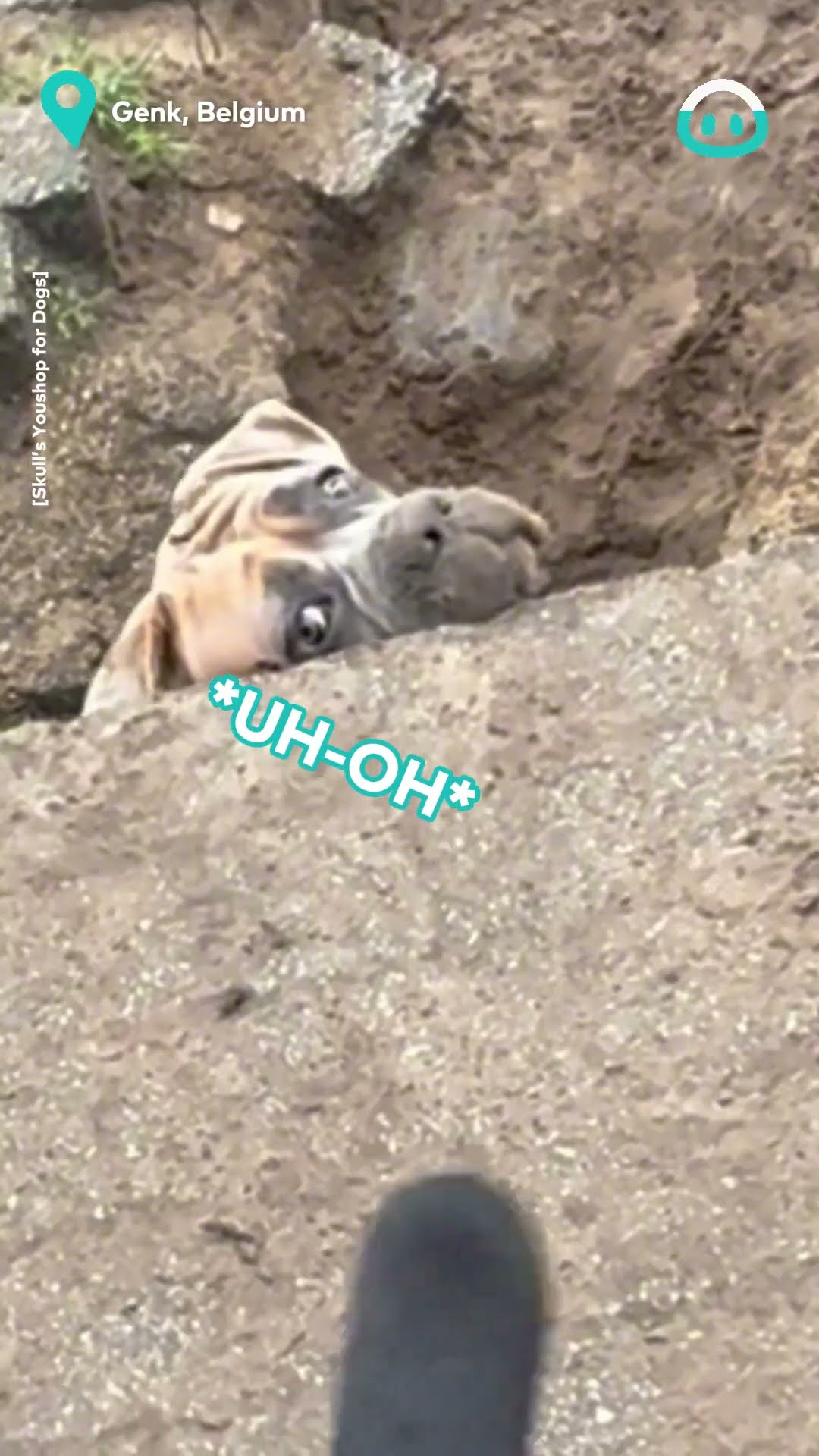 Dogs Dip Huge Hole In Backyard || ViralHog