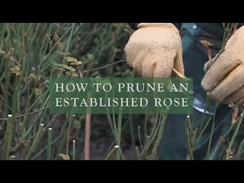 Pruning an Established Rose by David Austin Roses