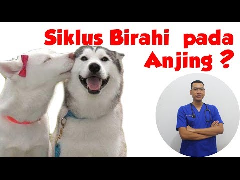 Siklus Birahi pada Anjing