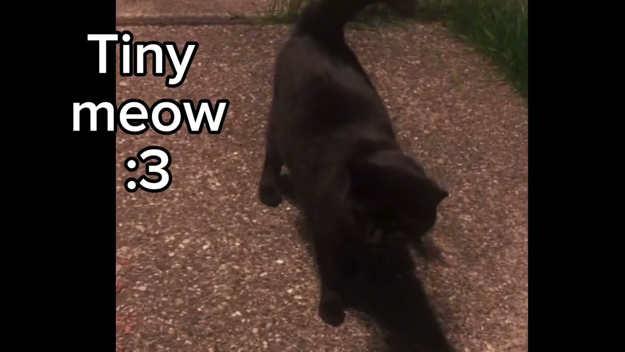 THE CAT DISTRIBUTION SYSTEM HAS CHOSEN ME