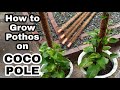 How to Grow Pothos | Money Plant on Coco Pole | Repotting Pothos Coco Pole | Pothos Decor Tutorial