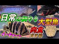 『全員肉食』BIGタンク『大型の古代魚 餌やりルーティーン』日常のパターンB 我が家のアロワナ ポリプテルス ダトニオ紹介 [Arowana]feeding the monster fish