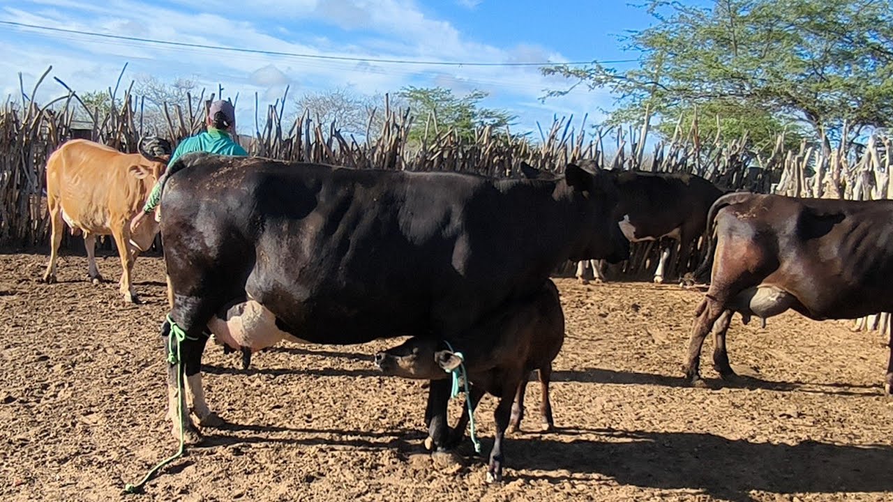  O VAQUEIRO ALIM TA VENDENDO 8 VACAS FAZENDO EM  EM MEDIA 20 LITROS DE LEITE PODENDO AUMENTAR