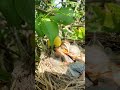 Newborn baby birds