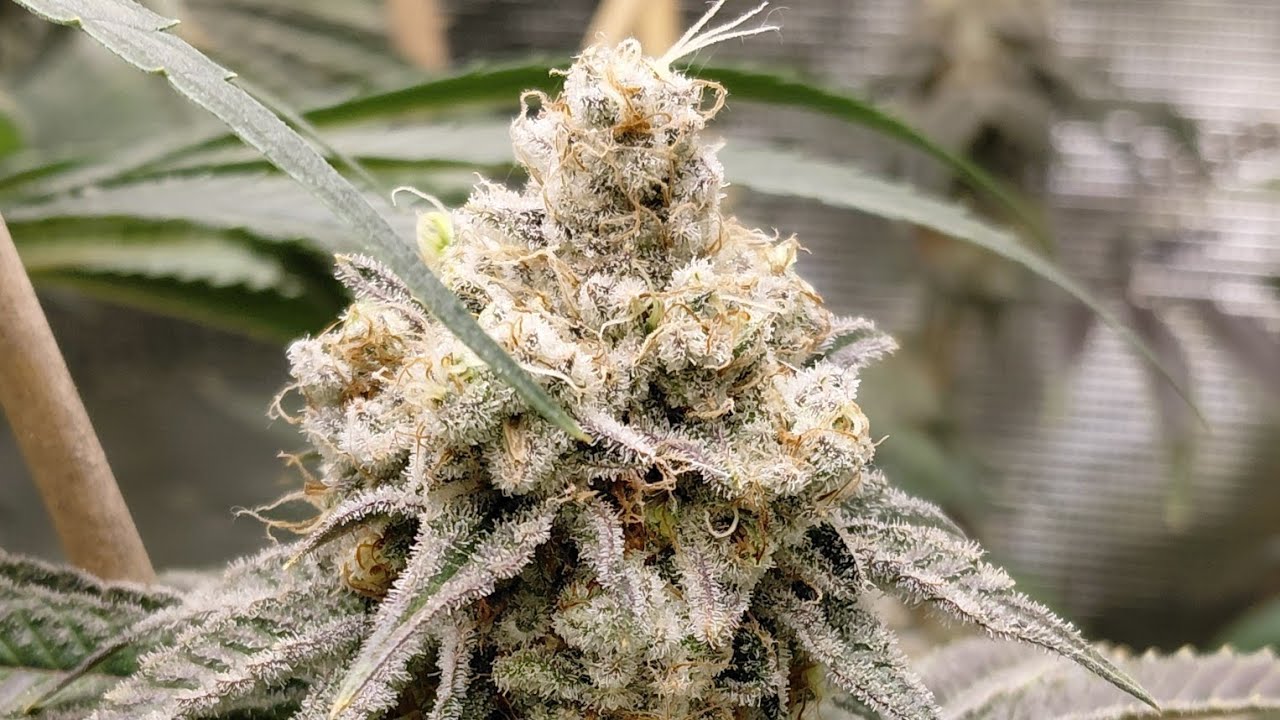 Update on Afgoo Overdrive, Black Cherry Cheesecake, and Purist Indicas.