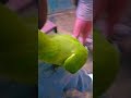 mitthu Ne kata #cartoon #parrot #shots