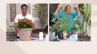 Ultimate Innovations 3Pc Erfly Meadow Asclepia Live Plants On Qvc