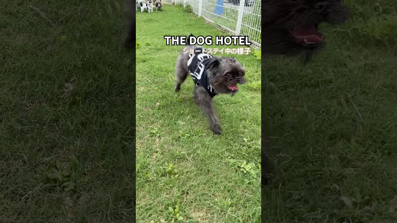 2026/7/8 THE DOG HOTEL ういろうくん - YouTube