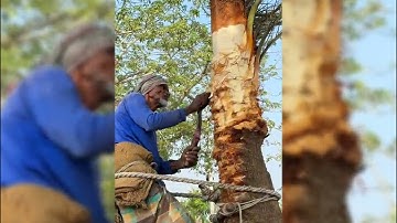 Watch how to extract juice from a date tree in 3 minutes😮Amazing date tree cutting for date juice