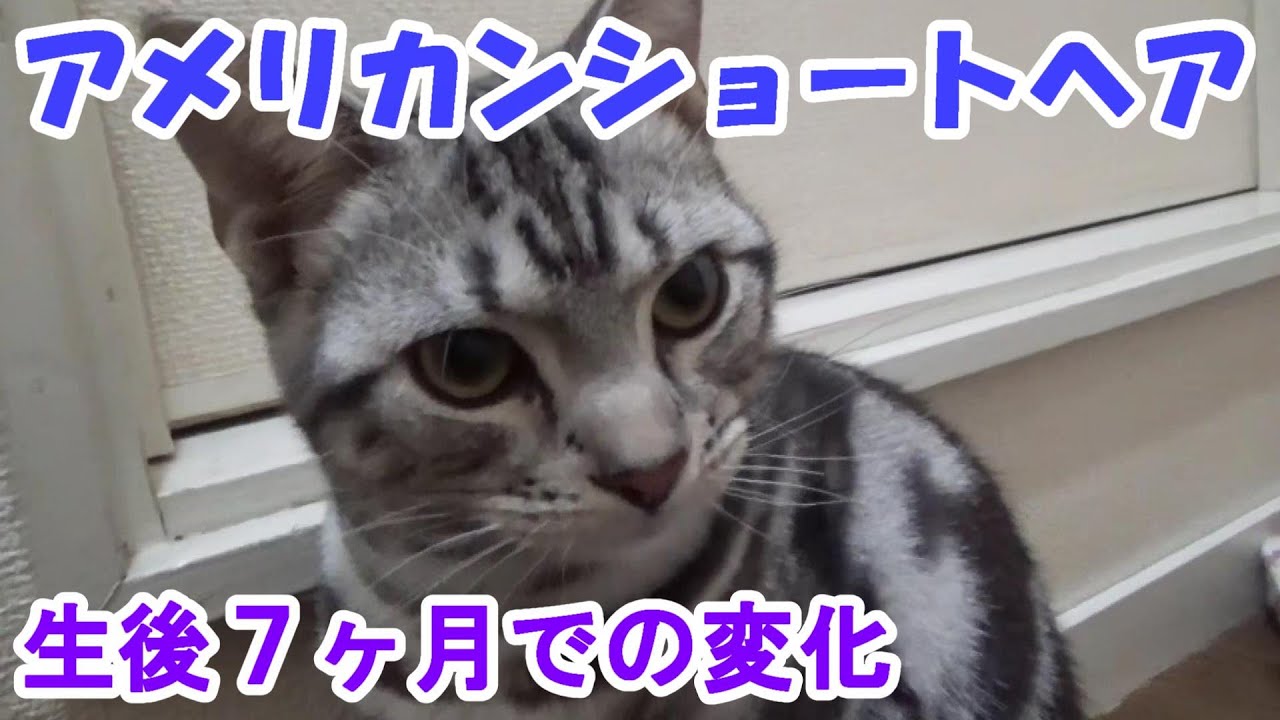 生後７ヶ月での変化 成長記録 アメリカンショートヘア Youtube